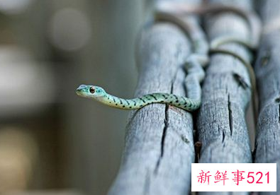 梦见耍蛇好不好