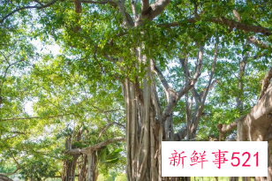 十大凶树有哪些