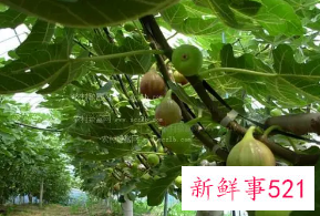 十大凶树有哪些