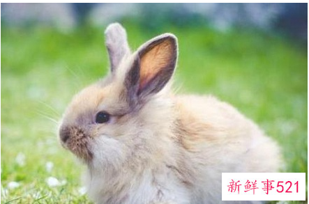 属兔运势及运程每月运程