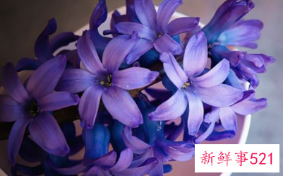 梦见风信子开花是什么意思