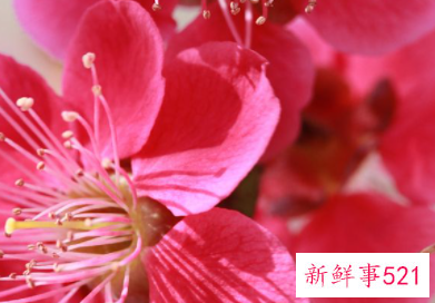 桃花劫怎么化解