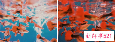 家庭养鱼有什么讲究，