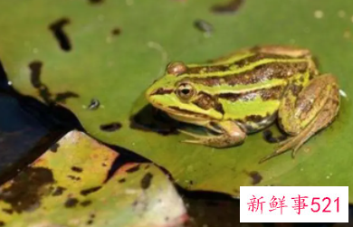 梦见死青蛙是什么意思