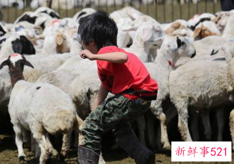 梦见牧羊人放羊