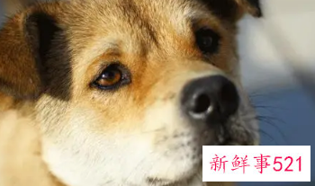 82年狗40岁后十年大运运程