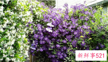 别墅小院适合种的花卉