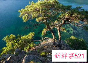 女人梦见一大片松树