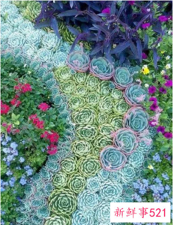 别墅小院适合种的花卉