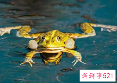 梦见死青蛙是什么意思