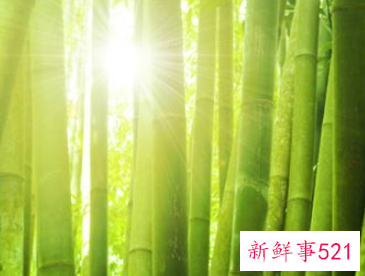 梦见砍竹子什么意思