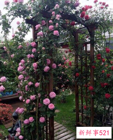 别墅小院适合种的花卉