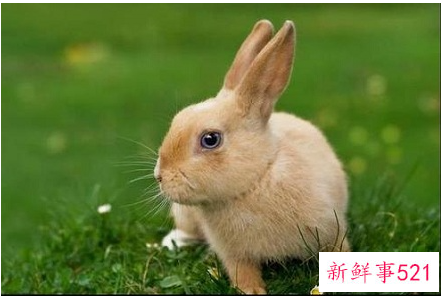 属兔运势及运程每月运程