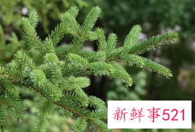 十大凶树有哪些