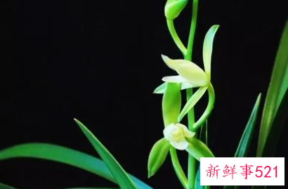 秋天开花的兰花是什么品种