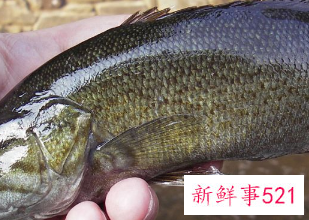 吃海鱼有哪些好处