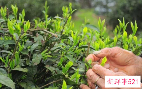 有机绿茶和绿茶有什么区别