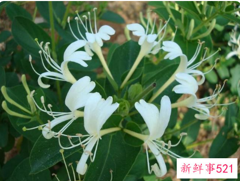 别墅小院适合种的花卉