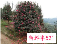 十大凶树有哪些