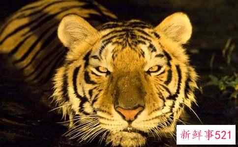 老虎与智慧的儿童故事