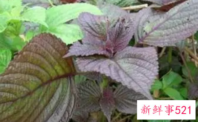 苏叶的归经与功效