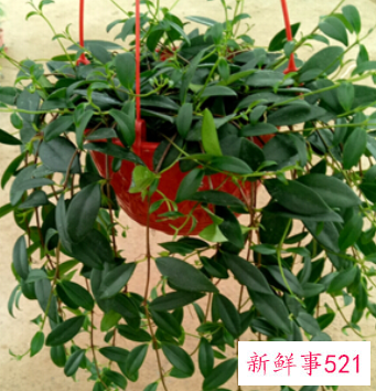 金心吊兰与家居风格搭配的风水学应