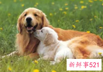 梦见狗钻进怀里是什么意思