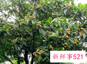 十大凶树有哪些