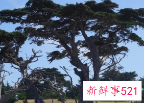 十大凶树有哪些