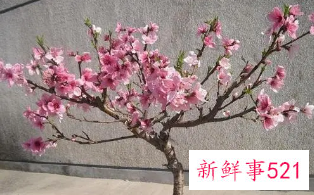 十大凶树有哪些