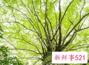 十大凶树有哪些