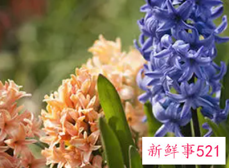 梦见风信子开花是什么意思