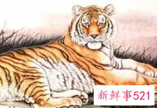 属虎男跟属蛇女婚姻相配吗