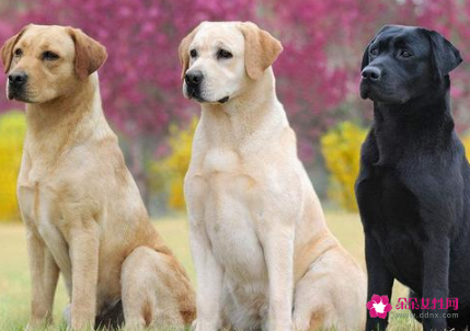 狗品种名字大全