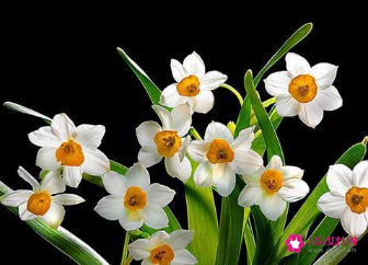 水仙花送人代表意思