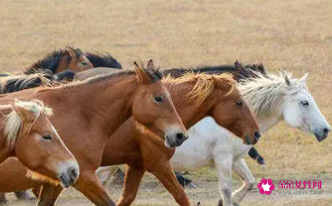 属马的和属马的婚配好不好呢