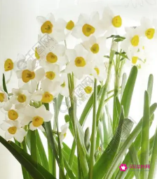 水仙花送人代表意思