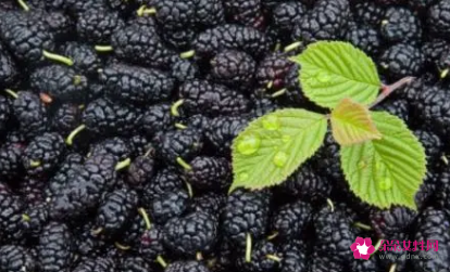 黑桑葚干的功效与作用