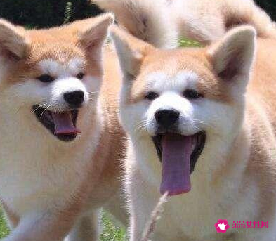 狗品种名字大全