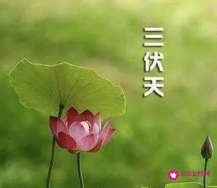 三伏天的节气
