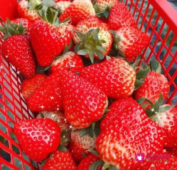 草莓怎么挑比较甜