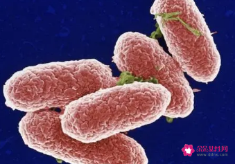 费列罗巧克力相关沙门氏菌疫情在多国爆发