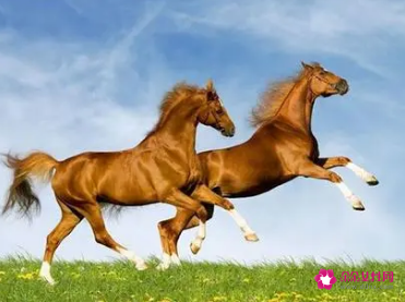 属马的和属马的婚配好不好呢