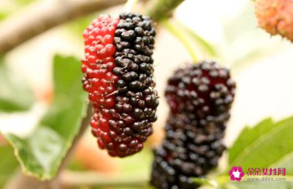 黑桑葚干的功效与作用