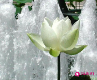 梦见一朵雪莲花开放什么意思