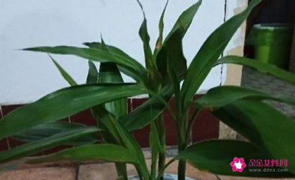 富贵竹用什么土养好