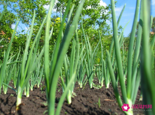 熟葱的功效与作用