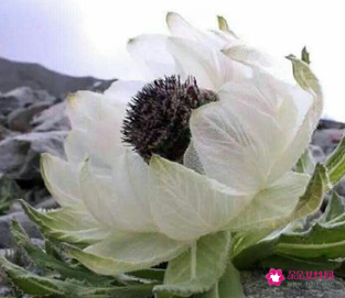 梦见一朵雪莲花开放什么意思