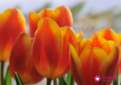 适合放室内的花