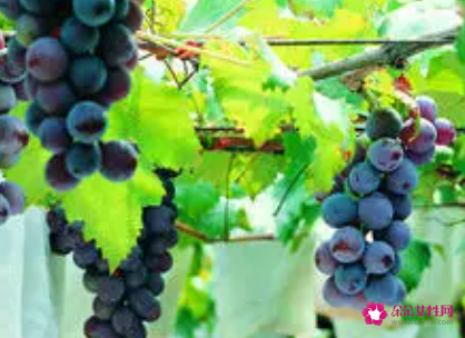 抗氧化的食物有哪些